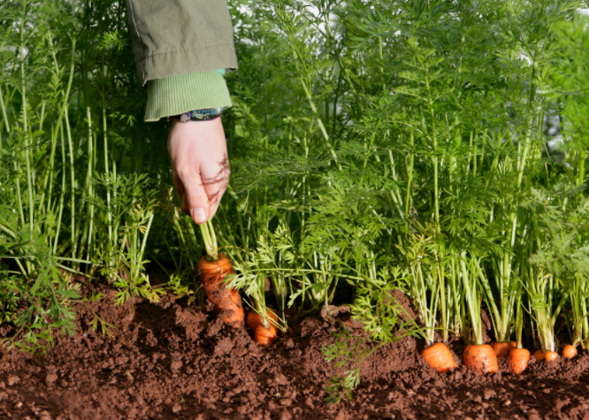 ������A�Ȝy���x��ô�ã�